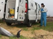 Во Франции массово гибнут дельфины 