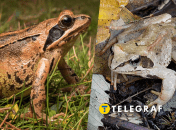 Колаж "Телеграф"