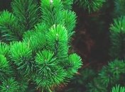 У Києві цьогоріч екологічно утилізували понад 14 тисяч ялинок