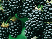 Ягода, которая полезна для диабетиков