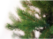 Что такое эко-елки и в чем их экологичность