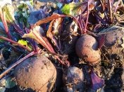 Підгодовувати буряк треба з моменту посадки на грядку