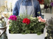 Весной герань порадует пышным цветом