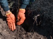 Удобрять плодовые деревья нужно поздней осенью