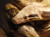 Питон длиной 5,7 метра разгромил магазин