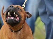 Под Киевом бойцовский пес сильно покусал свою хозяйку