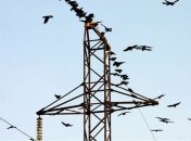 К каждому высоковольтному столбу на Сумщине приставят охранников