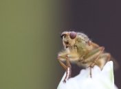 Ученые взялись за борьбу с похмельем: Начали со спаивания плодовых мушек