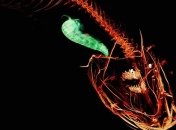 В Марианской впадине обнаружили вид глубоководной рыбы (Видео)