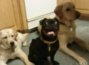 Совсем как дети: забавные будни с домашними любимцами