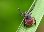 Что делать, если вас укусил клещ