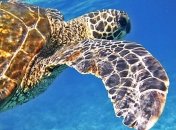 Почему морские обитатели глотают пластик?