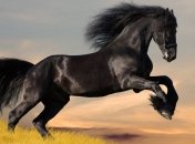 Наука: Лошади чувствуют человеческие эмоции 