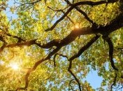 Яке свято 31 травня: народні прикмети і заборони