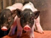В Китае родились первые свиньи, чьи органы можно пересаживать людям