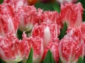 Красивые поздравления с 8 марта 2019 женщинам в стихах и картинках