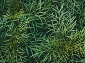 Підкормка відіграє важливу роль