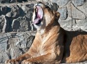 Кличко показал, как в столичном зоопарке кормят хищников (Видео)