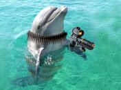 Боевые дельфины защищают ЧФ от водолазов