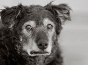 Достойная старость: трогательные снимки собак преклонного возраста (Фото)