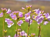 Приметы и обряды на 17 мая – День святой Пелагеи