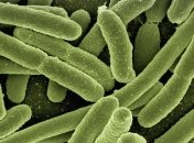 Обнаружено маслопоедающую бактерию нового типа