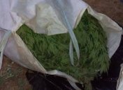 Конопли почти на полтора млн грн изъяли в Запорожье