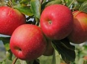 Как похудеть за 6 дней: яблочная диета