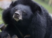 Медведь украл у американских супругов ужин