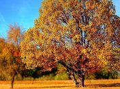 Тепло до +25°: синоптики дали прогноз на неделю