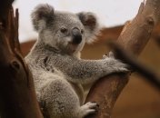 В Австралии стало возможно заночевать среди коал (Фото)