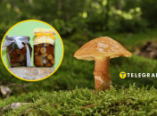 Как правильно закрыть грибы на зиму