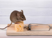 Мыши покинут ваш дом на долгое время