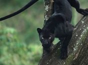 Гордые и хищные: величественные кошки на снимках индийского фотографа (Фото)