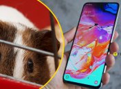 Морская свинка продается