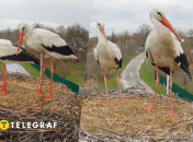 Птахи на Полтавщині