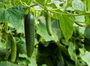 Вы получите роскошный урожай огурцов