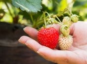 Одне з найнебезпечніших добрив для полуниці – це азот