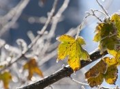 На Закарпатье надвигаются заморозки  