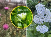 Некоторые растения из-за теплой погоды расцвели в декабре