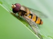 Ученые смогли расшифровать геном мухи