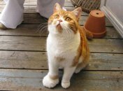 Смешные котики, которые проиграли неравный бой с пчелой