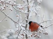 В Украину возвращаются морозы