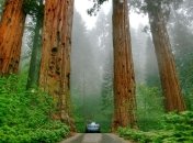 Снимки, от которых дух захватывает: величественный лес деревьев-гигантов (Фото)