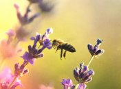 Какой сегодня праздник - День памяти апостолов от 70-ти Аристарха, Пуда и Трофима