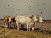 Волы: история эксплуатации благородного животного (Фото) 