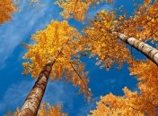 Прогноз погоды в Украине на 7 октября: будет солнечно