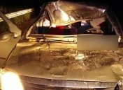 На Полтавщине автомобиль столкнулся с лосем: есть погибшая