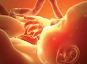 В Нидерландах намерены разрешить выращивать эмбрионы человека для опытов