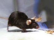 Ученые превратили грызуна в неконтролируемого убийцу